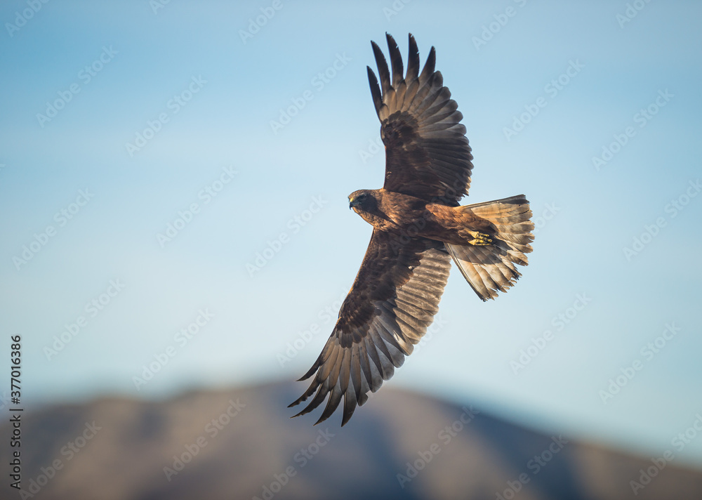 WIld hawk with spread wings New Zealand WIld hawk with spread wings New Zealand