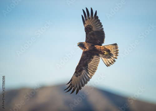 WIld hawk with spread wings New Zealand
