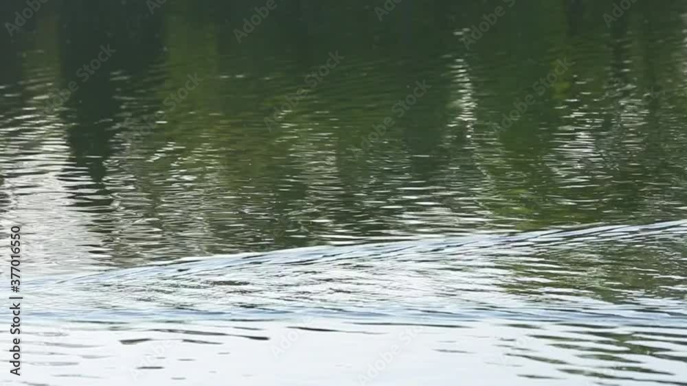 duck swimming crossing lake duck swimming crossing lake