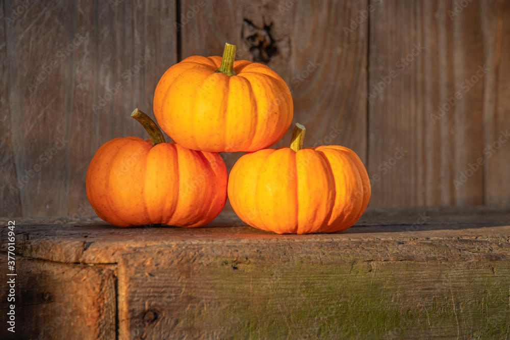3 gourds on a wooden bench 2 3 gourds on a wooden bench 2