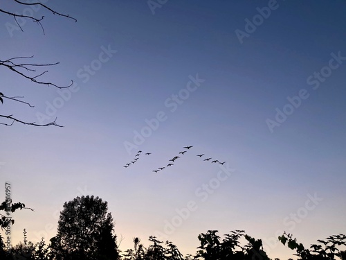 Canada geese flying in formation at sunset