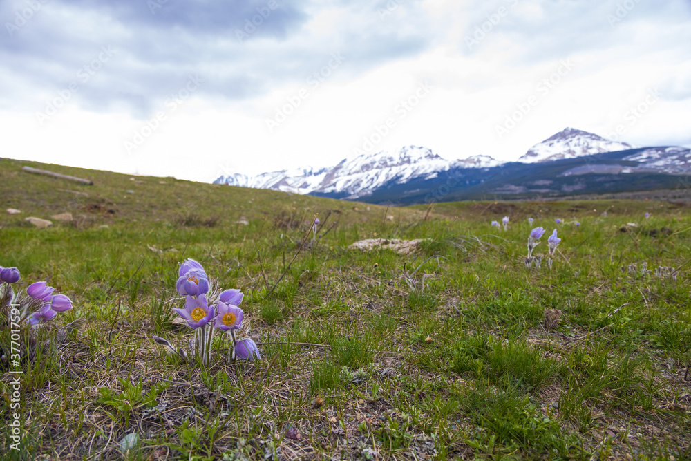 Fototapeta premium Prairie crocus with mountain background