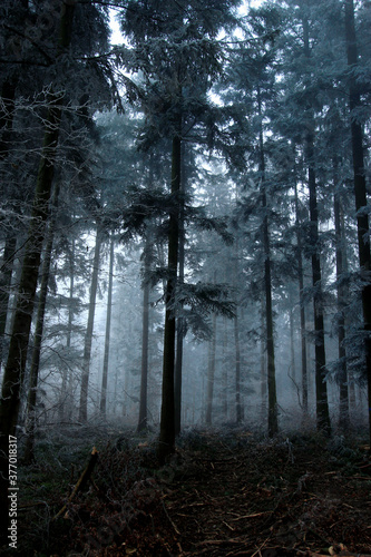 Fototapeta Naklejka Na Ścianę i Meble -  Early morning dark forest