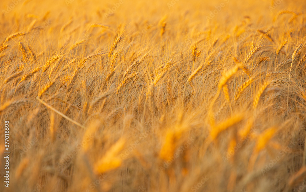 Obraz premium Summer sunset field beyond the big city