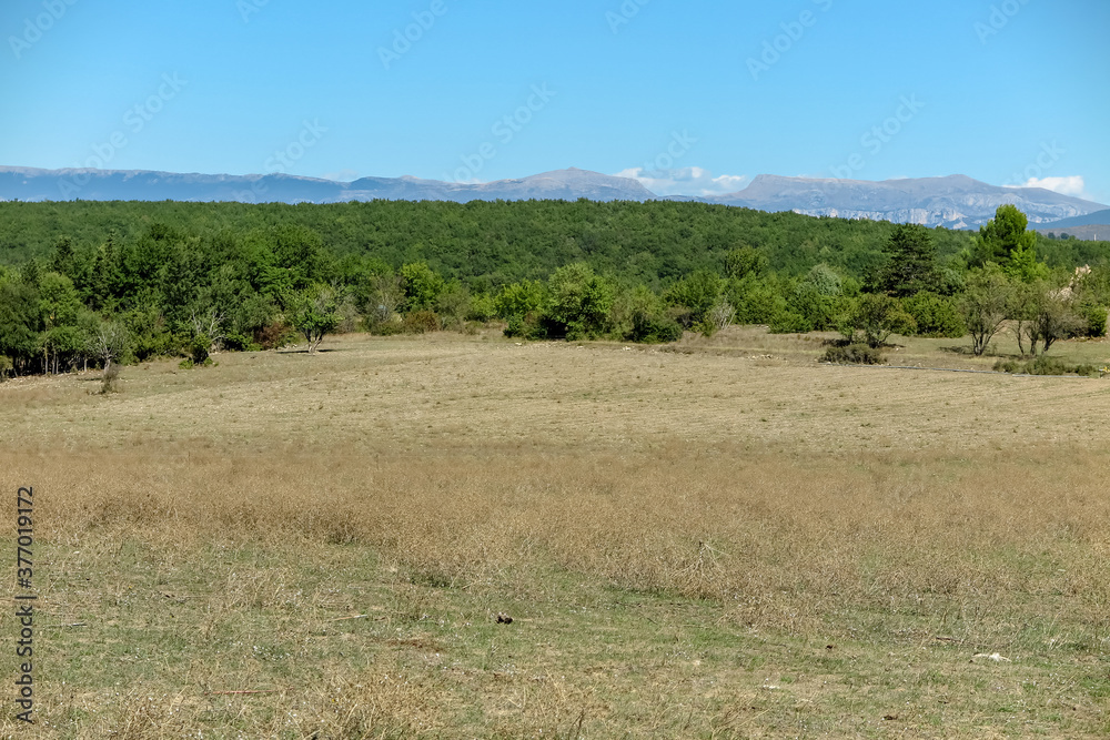 Obraz premium Planting fields with forest and mountains in the background, Provence-Alpes-Côte d'Azur region, Var, France