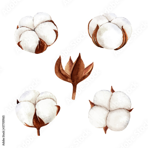Set of hand drawn watercolor cotton flower collection. isolated watercolor painting on white background, perfect for diy project