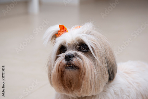 Close up of lhasa apso dog with orange bow. small domestic animal. man's best friend. Pet concept.