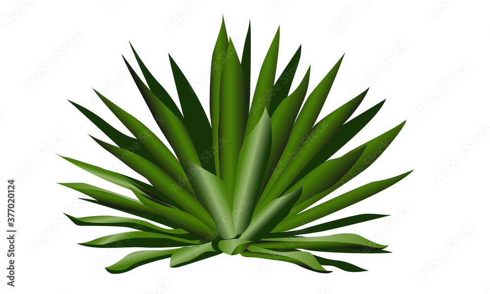 Fototapeta premium Agave, la planta del tequila