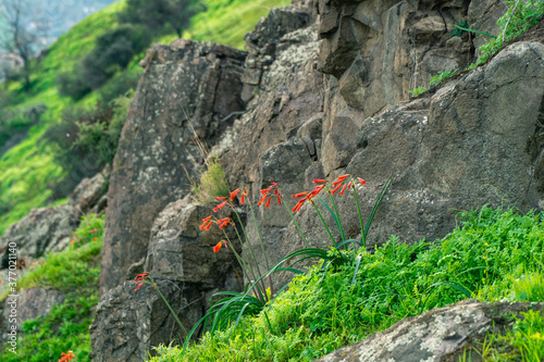 flowers in the rock