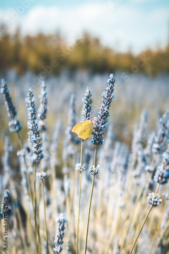 butterfly on levandule photo