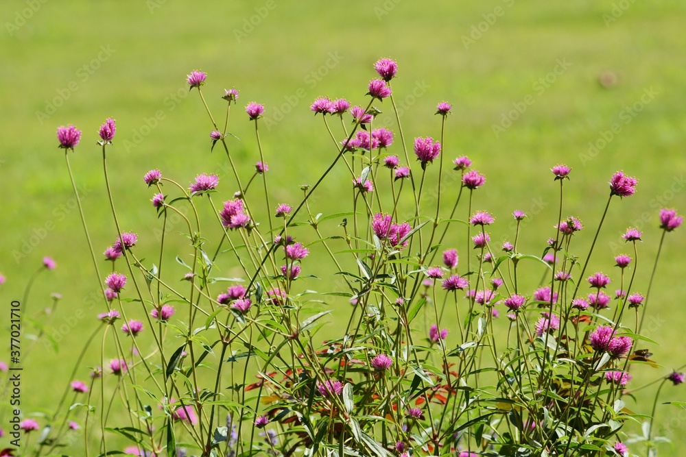 Globe amaranth flowers / Amaranthaceae annual plant Globe amaranth flowers / Amaranthaceae annual plant
