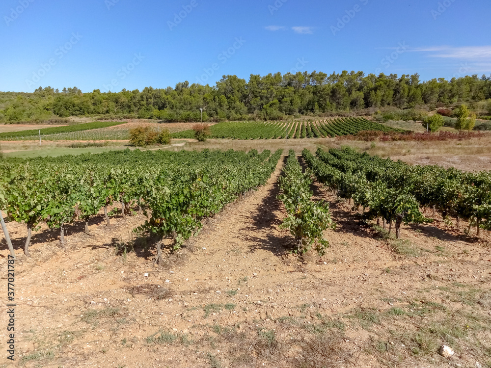 Vine plantation in the Provence-Alpes-Côte d'Azur region, Var, France