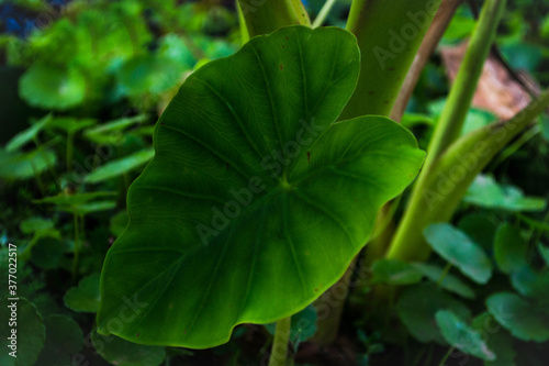 close up of a green leaf © Rørikforal