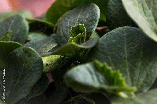 close up of a squash leaf