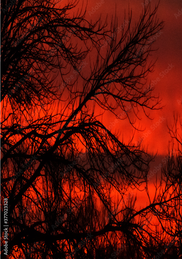 red and orange sunset over trees red and orange sunset over trees