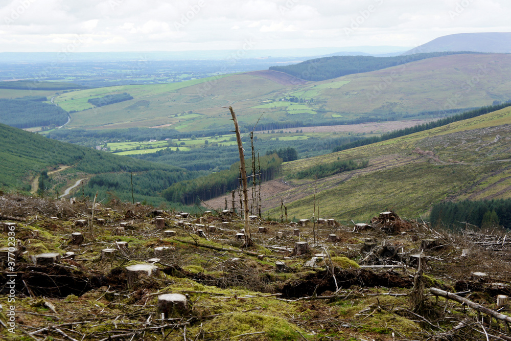 A plot of felled wood in the Wicklow Mountains.Ireland.