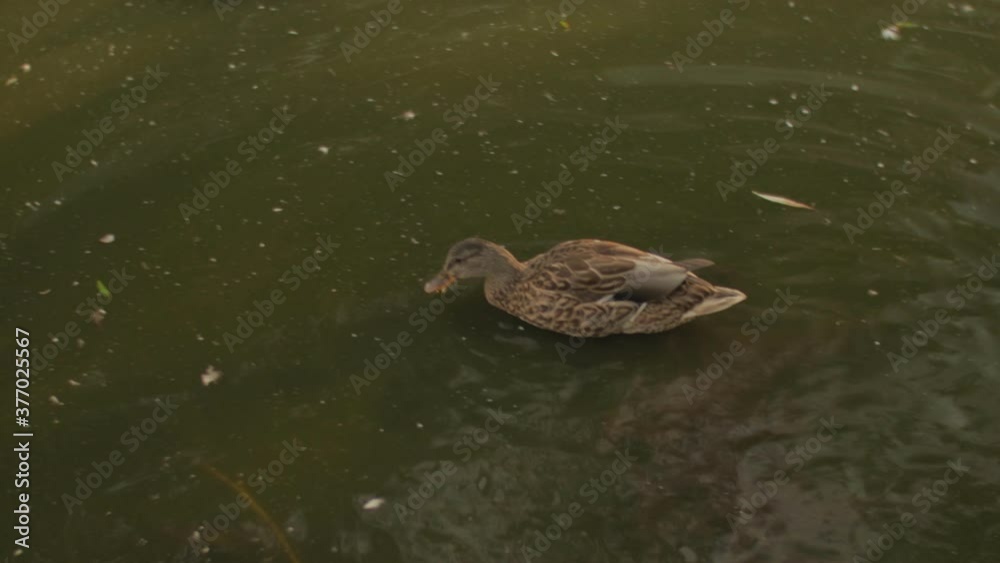 Duck jumping into pond and swimming in 4K Duck jumping into pond and swimming in 4K