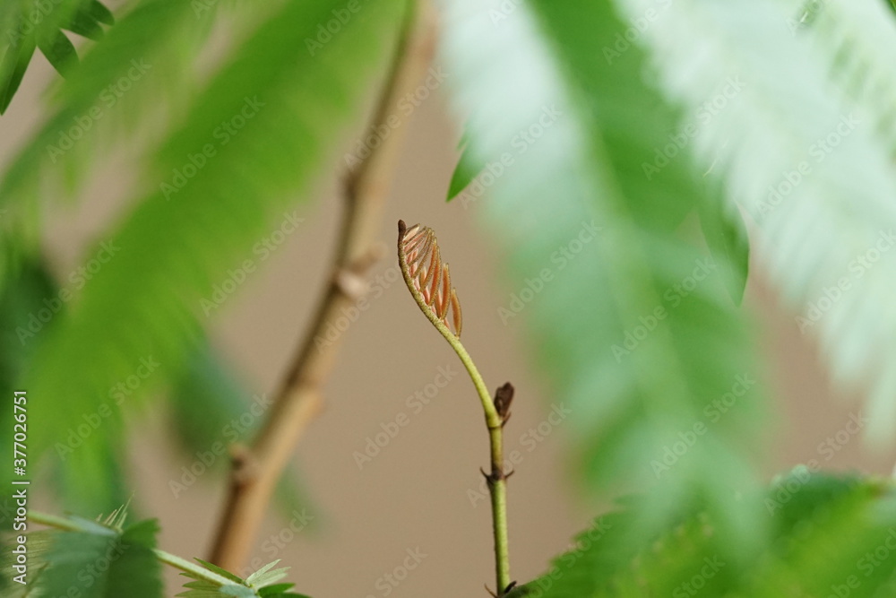 エバーフレッシュの新芽1 エバーフレッシュの新芽1