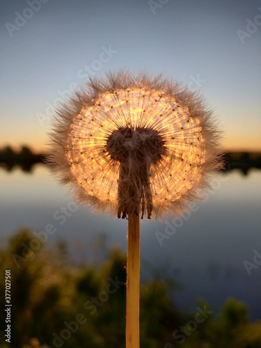 dandelion on sunset