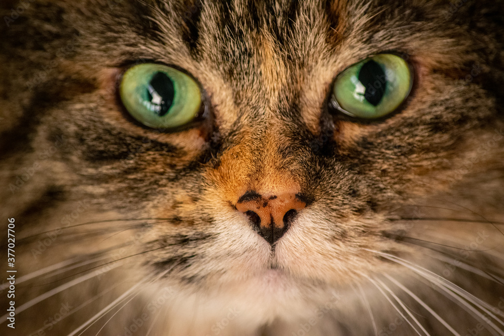 Big tabby cat face with beautiful eyes