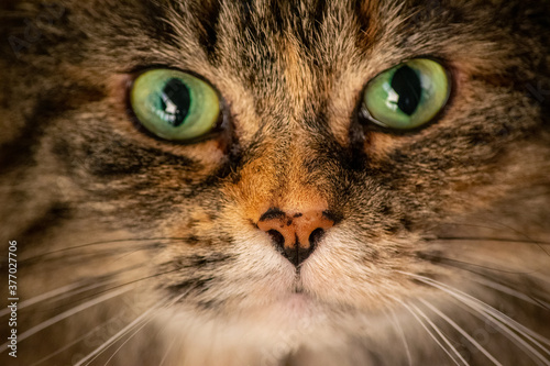 Big tabby cat face with beautiful eyes