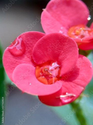 Close up Euphorbia milii (crown of thorns, Christ plant, Christ thorn, Corona de Cristo, coroa de cristo) with natural background. It is a species of flowering plant in the spurge family Euphorbiaciae photo