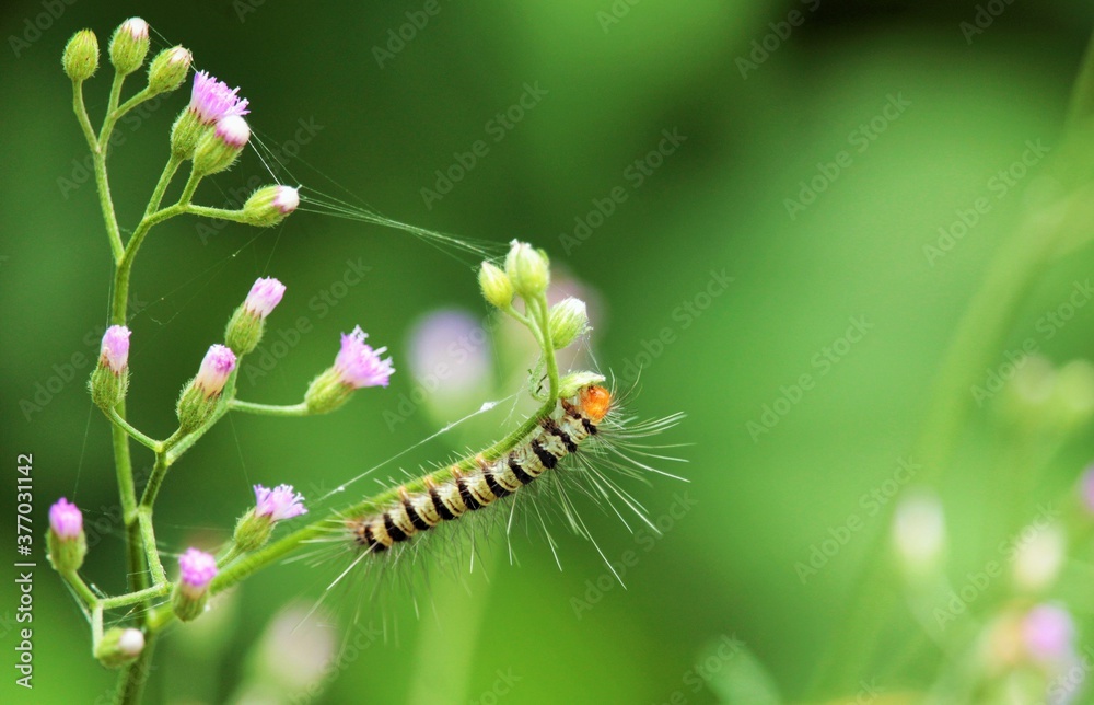 caterpillar on grass flower