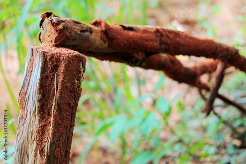 cut log eaten by termites