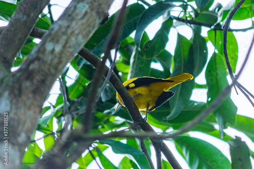 Φωτογραφία Black-hooded oriole