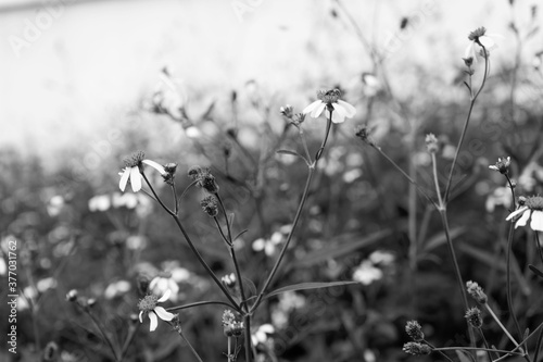 tipped long grasses with golden haze on blurred black background © tassita
