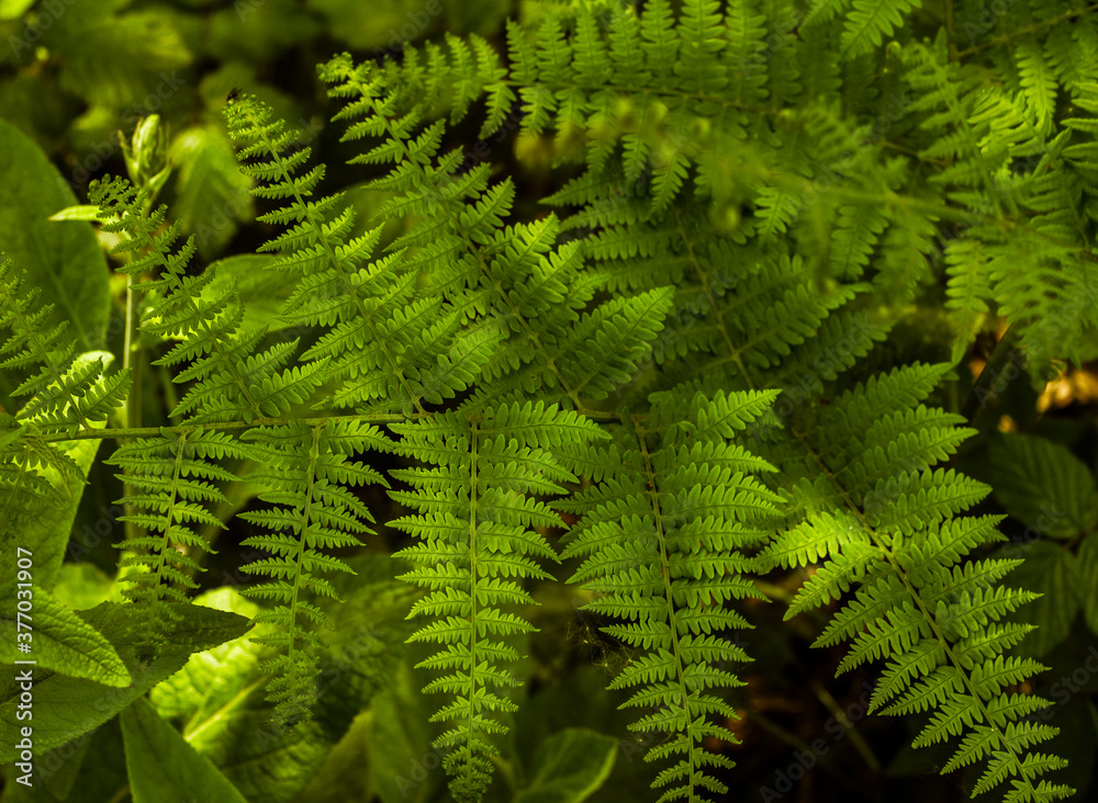 Ferns Ferns
