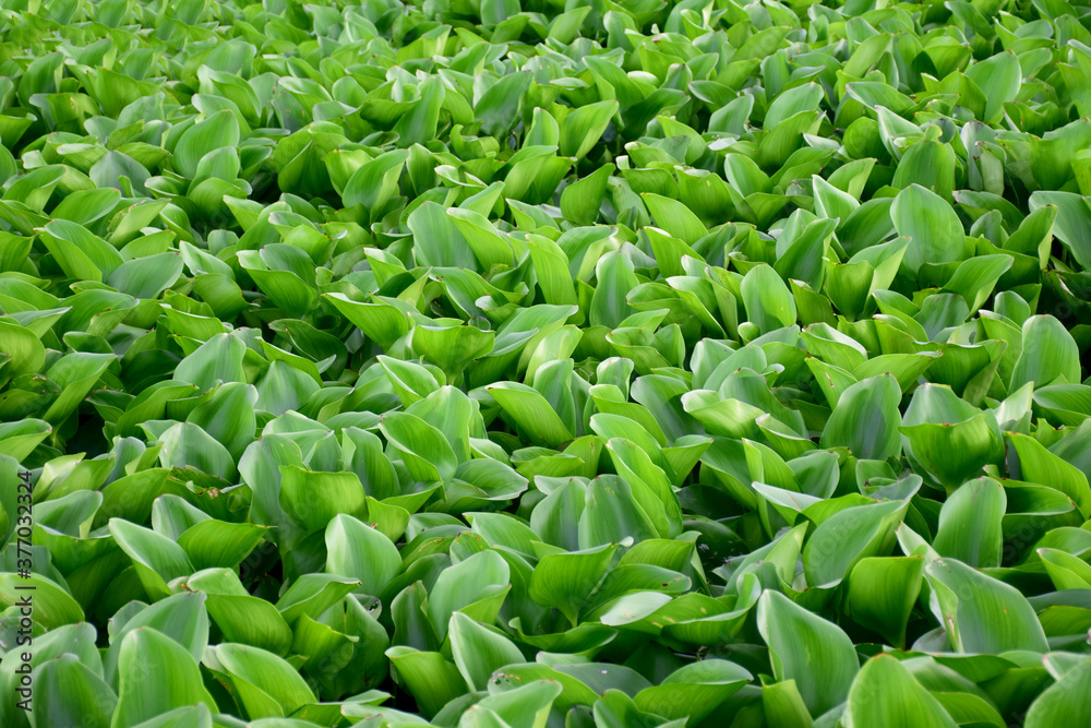 Green water hyacinth in the river for background Green water hyacinth in the river for background