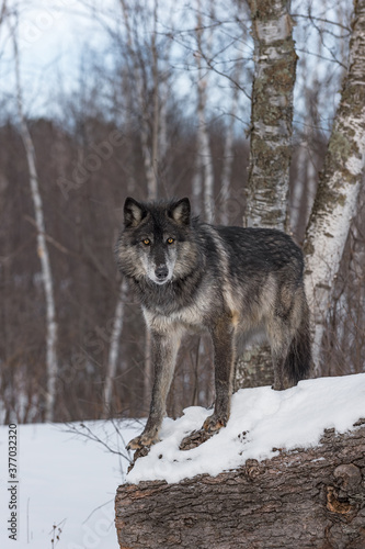 Black Phase Grey Wolf (Canis lupus) Stares Out From Atop Snowy Log Winter