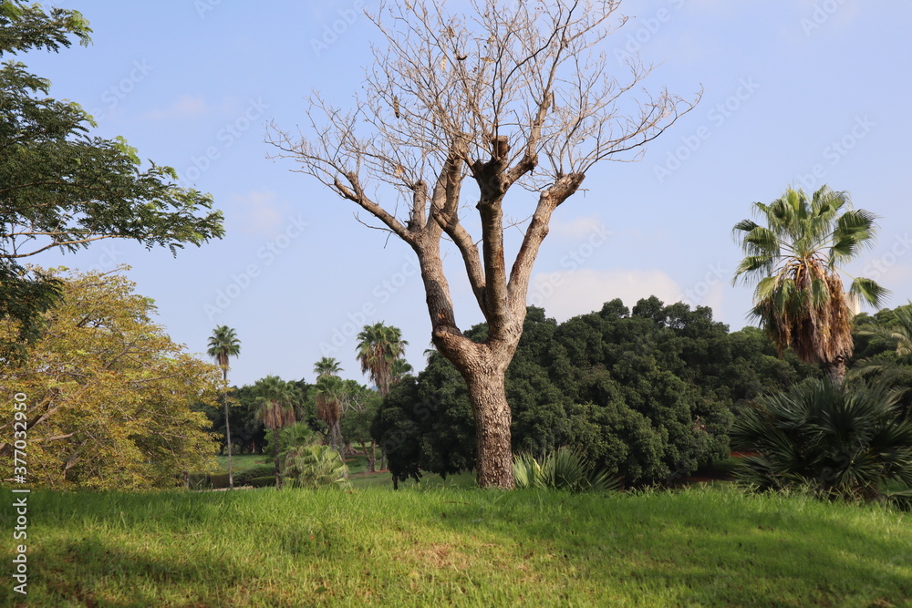 Edith Wolfson Park located in Tel Aviv Israel displays a fresh green landscape between the urban buildings_a Edith Wolfson Park located in Tel Aviv Israel displays a fresh green landscape between the urban buildings_a