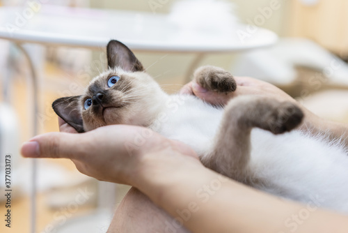 Fototapeta little Siamese cat nesting in the hands of its owner