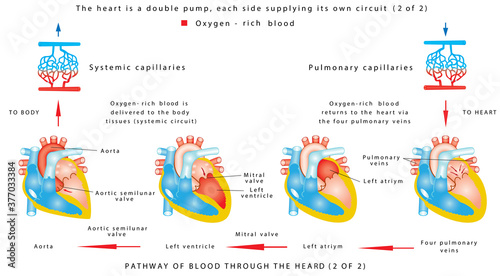 Blood flow (2 of 2). The human heart work. Human circulatory system on white background. Pathway of blood through the heart. The heart is a double pump, each side supplying its own circuit (2 of 2) photo