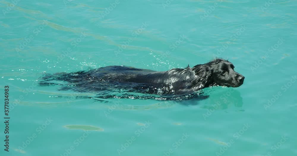 A Black Cocker Spaniel swimming fast in a cool blue clear mountain lake. A Black Cocker Spaniel swimming fast in a cool blue clear mountain lake.