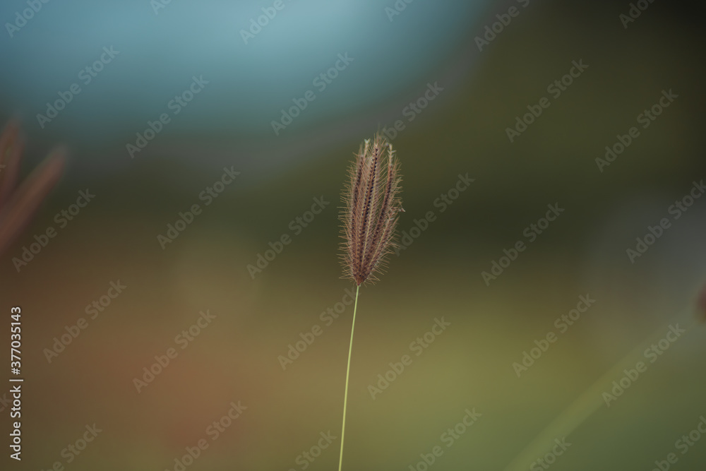 The natural background view of the pink flowers (lotus), the blurring of the wind, to decorate in a park or a large pond in the midst of nature. The natural background view of the pink flowers (lotus), the blurring of the wind, to decorate in a park or a large pond in the midst of nature.