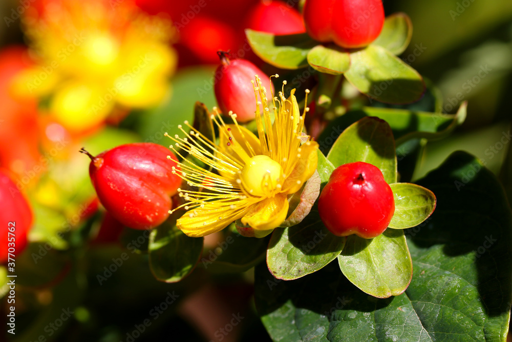 Photography Hypericum Inodorum Flowering Plant scrub St. John's Wort