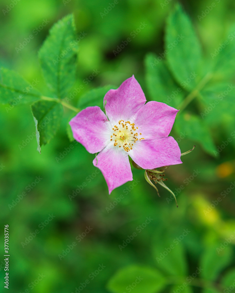 Obraz premium Closeup natural view of flower under summer sunlight with blurred background.
