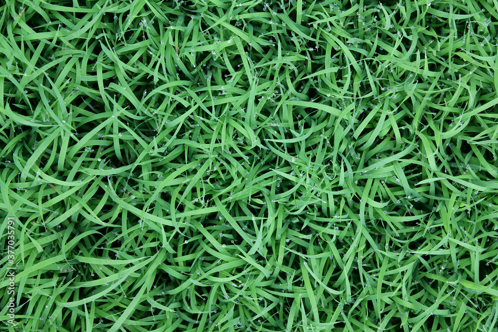 spring season abstract natural background of green rice farm close up with water drop . grass with water drops spring season abstract natural background of green rice farm close up with water drop . grass with water drops