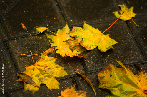 Colorful autumn leaves.Autumn maple leaves backlight view. Yellow autumn maple leaves. Autumn maple leafs backlit