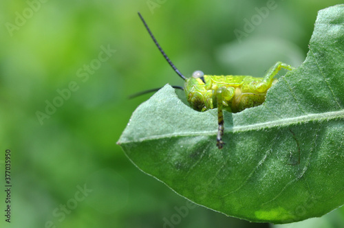 Grasshopper eating green leaf closeup