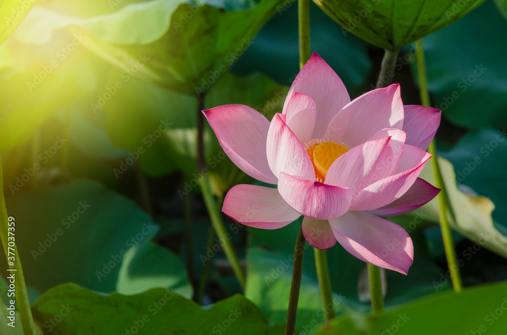 Close-up of lotus flower on the pond at sunrise. For thousands of years, the lotus flower has been admired as a sacred symbol. Close-up of lotus flower on the pond at sunrise. For thousands of years, the lotus flower has been admired as a sacred symbol.