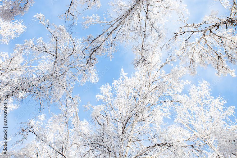 Tree branches covered with white fluffy snow close up detail top view, winter in forest, bright blue sky background, seasonal weather card, beautiful nature from Siberia, Russia