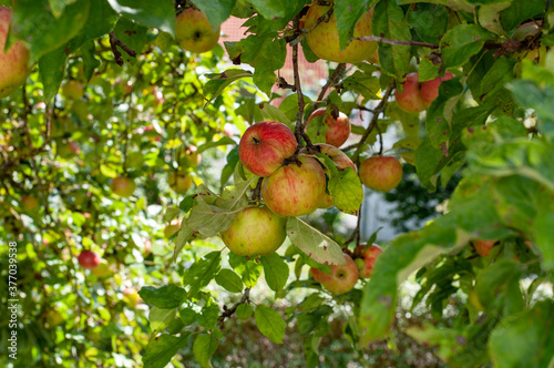 red and yellow apples hanging at a tree