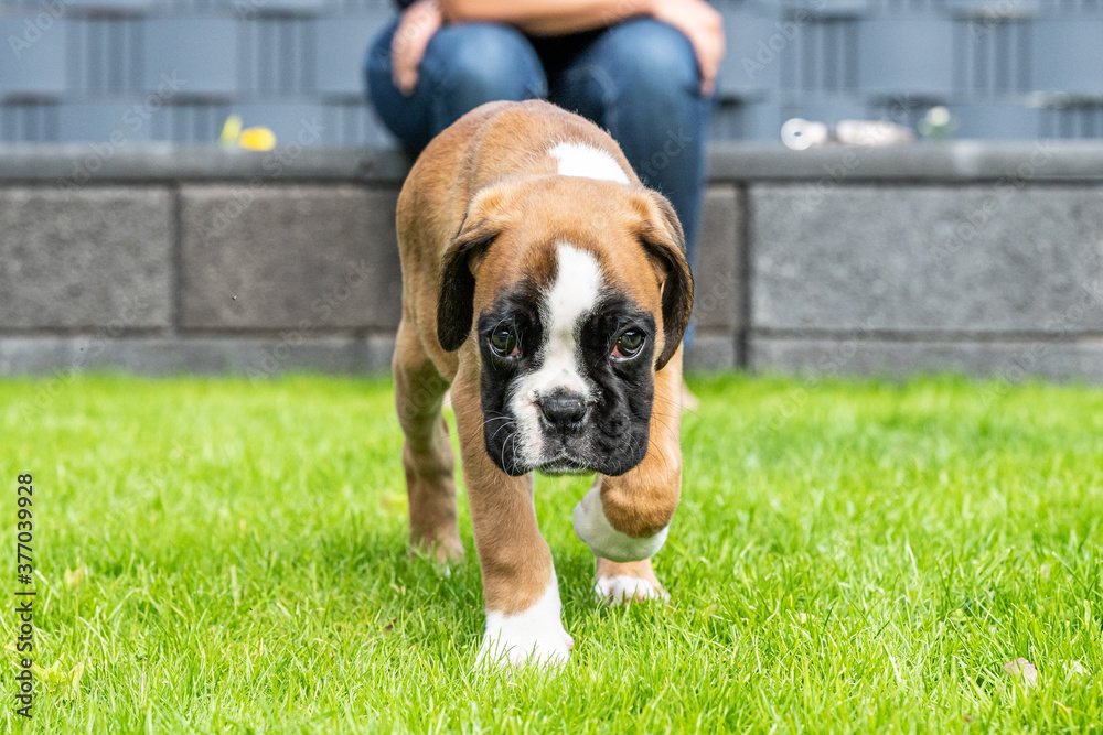 8 weeks young purebred golden puppy german boxer dog