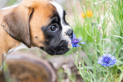 8 weeks young purebred golden puppy german boxer dog smelling flowers in nature © CL-Medien