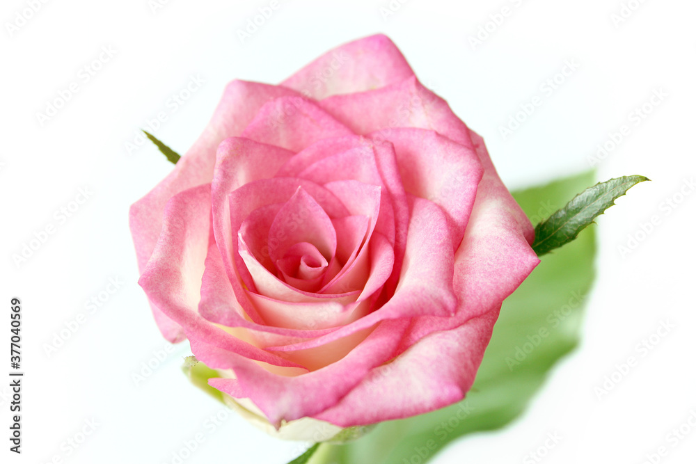 pink rose flower isolated on white background pink rose flower isolated on white background