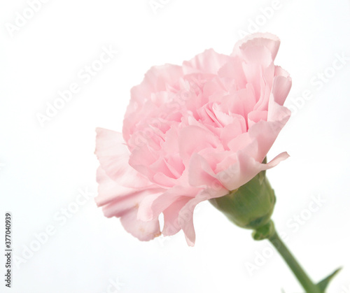 Fototapeta Naklejka Na Ścianę i Meble -  carnation flower isolated on white background . pink cloves flowers . 